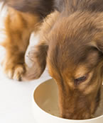 犬に嘔吐や下痢など消化不良の症状が！消化の良い食べ物へフード切り替えのススメ