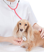 犬の尿トラブルはサプリメントで解決できるって本当？