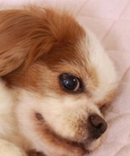 老化による犬の病気チェックリスト