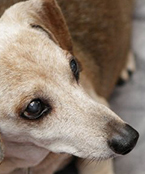 白内障の症状＆予防法について