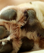 犬の肉球を徹底解説！