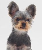 消臭する前に知っておきたい犬の臭いの原因と対策