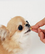 正しい被毛ケアと食べ物で毛並みを良くする方法