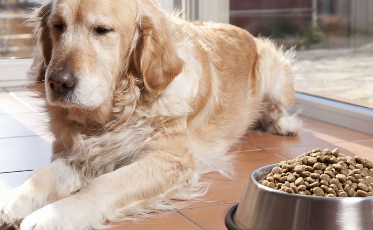 犬の食欲不振はトッピングで解消!食いつきを良くするトッピングアイデア