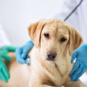 犬が食欲不振になったとき