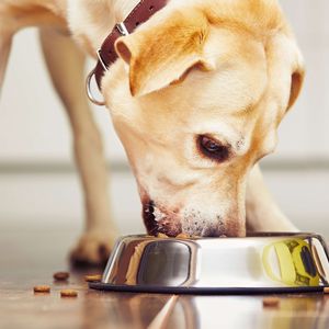 食いつきを良くするトッピングは?