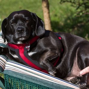 犬が穀物(穀類)を食べることのデメリット