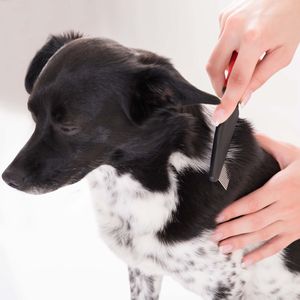 グレインフリーなドッグフードのメリット