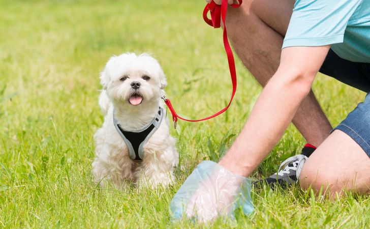 体調不良や病気のサインかも!うんちで分かる犬の健康状態と対策