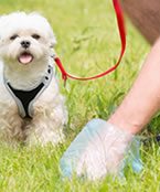 体調不良や病気のサインかも！うんちで分かる犬の健康状態と対策