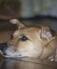 犬の白内障はどんな症状が出る？