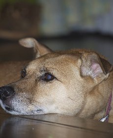 犬の白内障はどんな症状が出る?