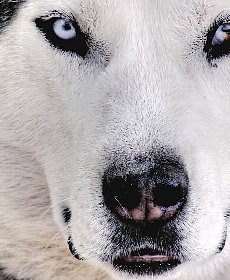 ティンバーウルフとは