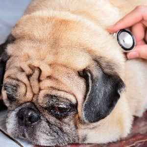 尿路感染症について