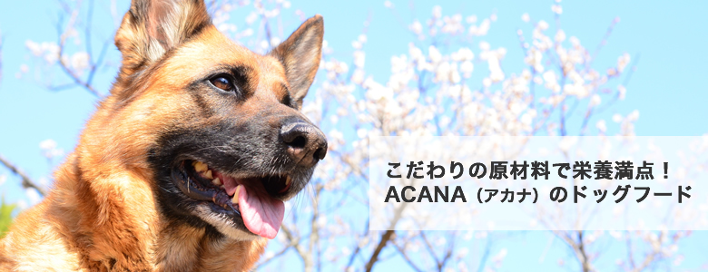 ACANA(アカナ)のドッグフードについて語っています。