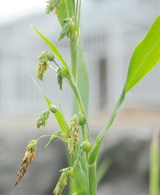 ハトムギを含んだサプリメント