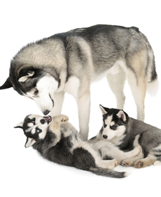 オールライフステージ