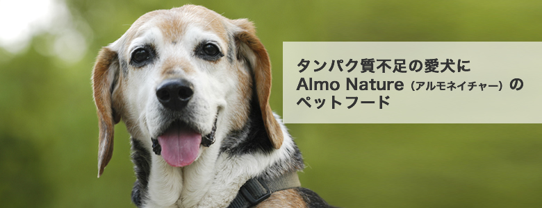 タンパク質不足の愛犬にAlmo Nature(アルモネイチャー)のペットフードについて語っています。