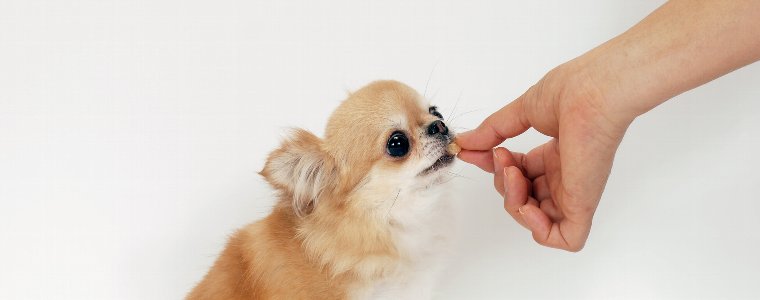 正しい被毛ケアと食べ物で毛並みを良くする方法