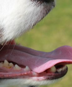食べ物による口臭
