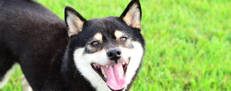 犬の免疫力を維持するサプリメントで癌を予防したい!