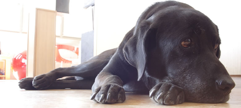 犬の留守番のストレスを減らすためのトレーニング