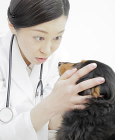 獣医さんとワンちゃんの画像