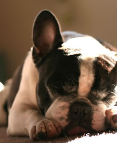 寝ているワンちゃんの画像