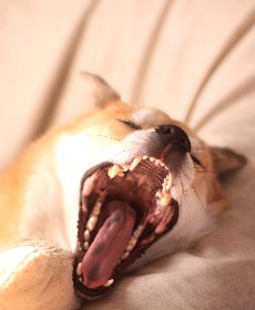 歯と口の中を確認し異常がないかチェックしよう