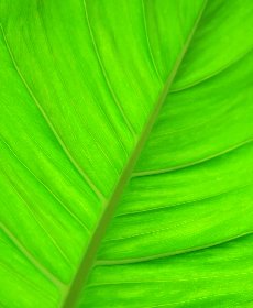 クロロフィルを含んだサプリメント