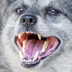 歯の健康を保つ