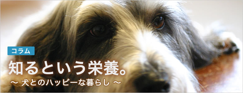 犬にまつわる様々な視点でのコラムです。