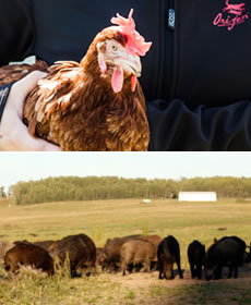 品質の良い新鮮素材の画像