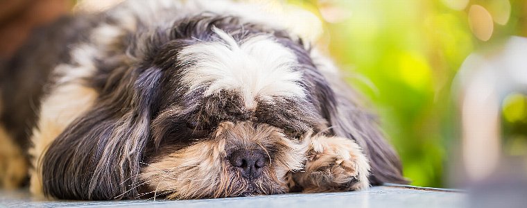 関節トラブルに悩む犬のために。
