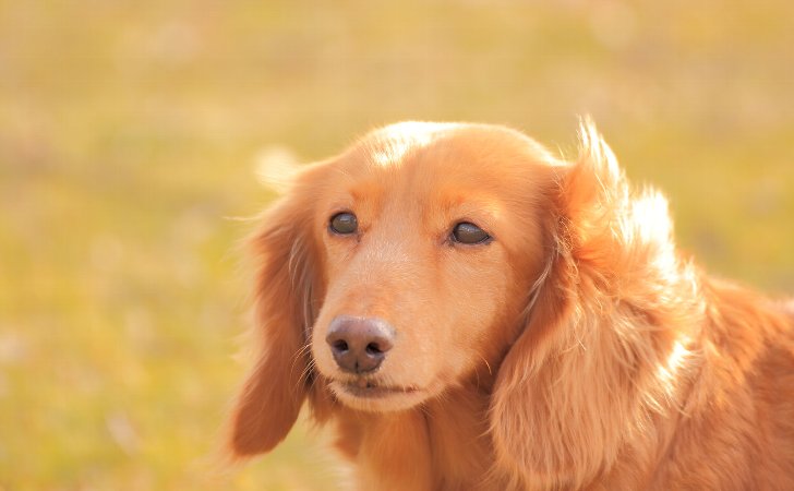 専用フードで犬のphをコントロール