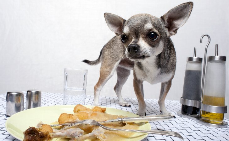 犬にとって危険な食べ物