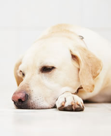 寝ているワンちゃんの画像