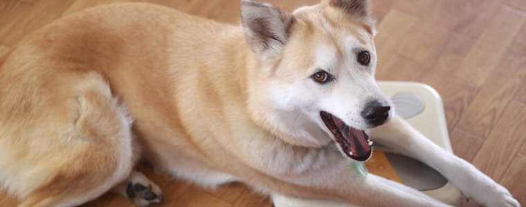 犬のダイエットについて語っています。