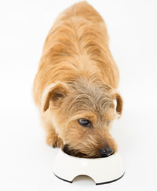 味と消化へのこだわりのイメージ画像