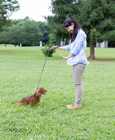 犬の訓練、しつけをする