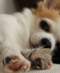 肉球から分かる病気のサイン