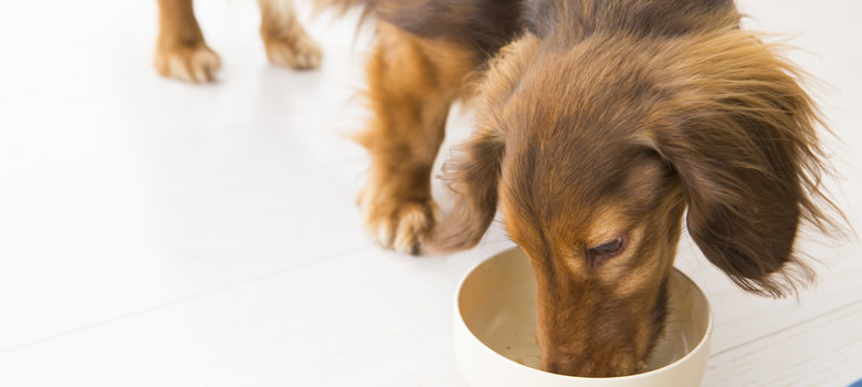 犬に嘔吐や下痢など消化不良があった場合の消化の良い食べ物へフード切り替えについて