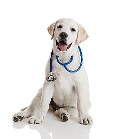 豊富なラインナップ