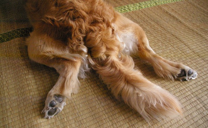 犬がしっぽを振るときの感情