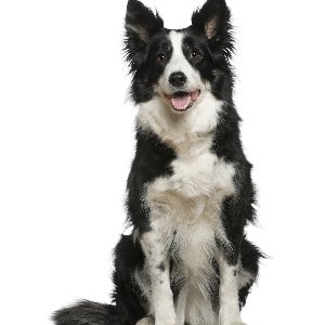 敬意を表すときのしっぽの振り方