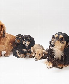 全年齢の犬画像