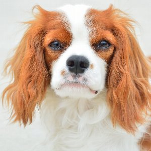 犬の耳掃除の頻度