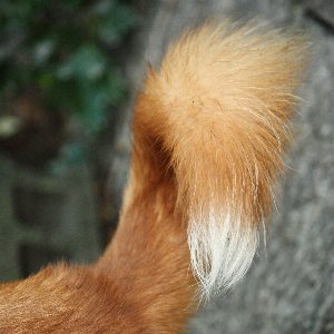 犬のしっぽの役割