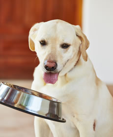 愛犬の画像