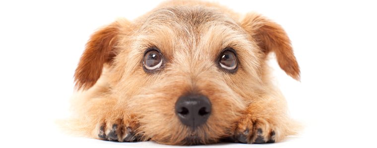 ドイツ産 HappyDog ハッピードッグのドッグフードについて語っています。